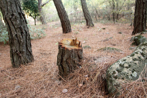 Best Tree Removal  in Golden Beach, MD